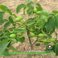 Chinese Walnut Kernels Light Pieces Handhelling (LP)